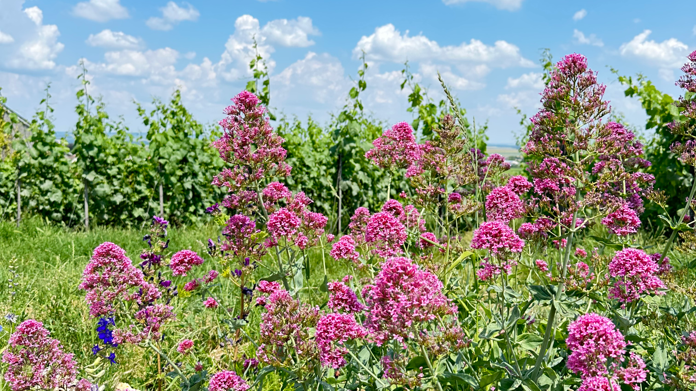 Champagne YSC basket press wild things